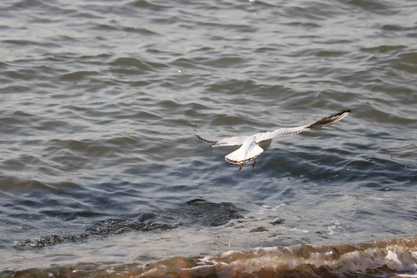 Gaviota Mar — Foto de Stock