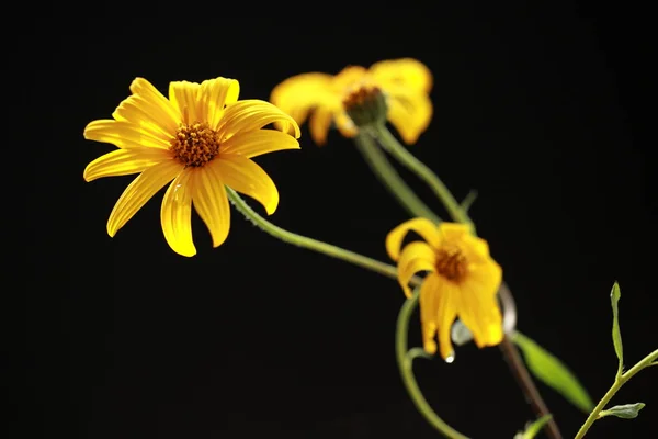 beautiful yellow flower on a black background