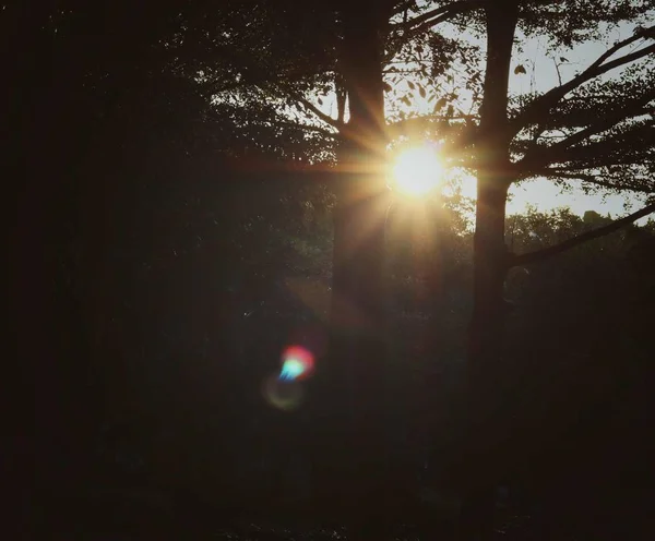 Hermoso Atardecer Bosque — Foto de Stock