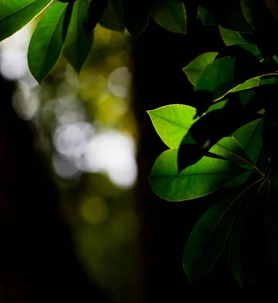 Folhas Verdes Árvore — Fotografia de Stock