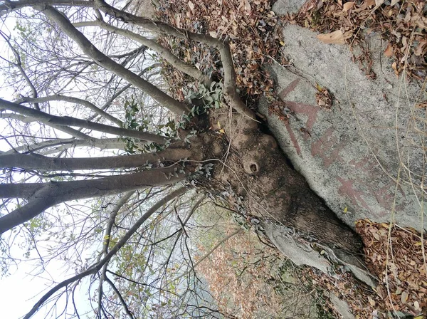 Viejo Árbol Bosque — Foto de Stock