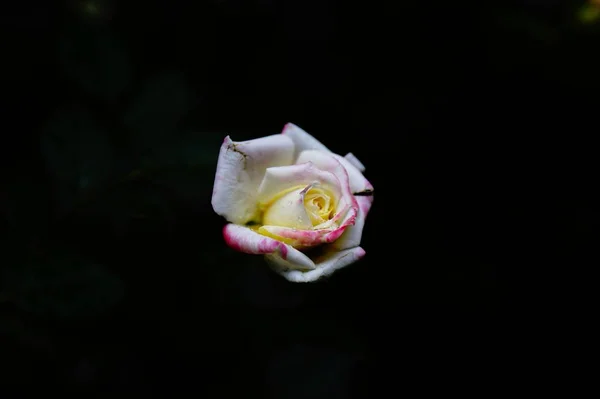 Hermosas Flores Sobre Fondo Negro — Foto de Stock