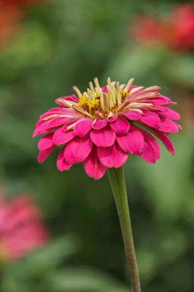 Rosa Zinnia Blomma Trädgården — Stockfoto