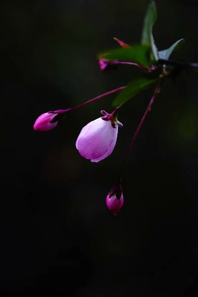 Hermosa Flor Orquídea Rosa Jardín — Foto de Stock