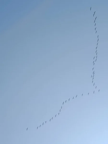 Vogelschwarm Fliegt Den Himmel Naturfauna — Stockfoto