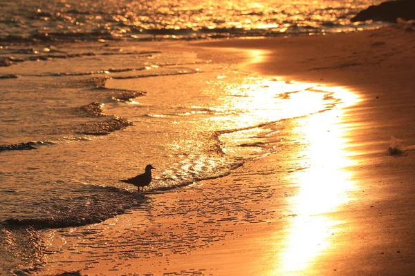 Puesta Sol Playa — Foto de Stock