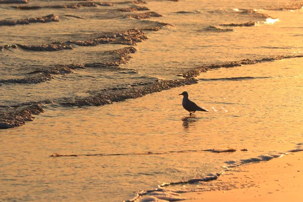 Gaviota Playa — Foto de Stock