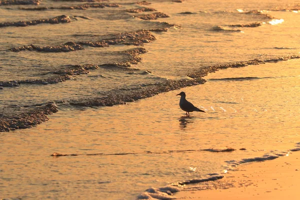 Aves Silvestres Lago — Foto de Stock