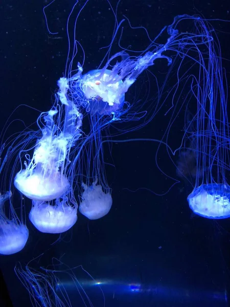 Medusas Acuáticas Agua Bajo Agua —  Fotos de Stock
