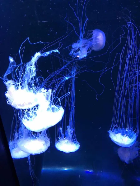 Medusas Acuáticas Agua Bajo Agua —  Fotos de Stock
