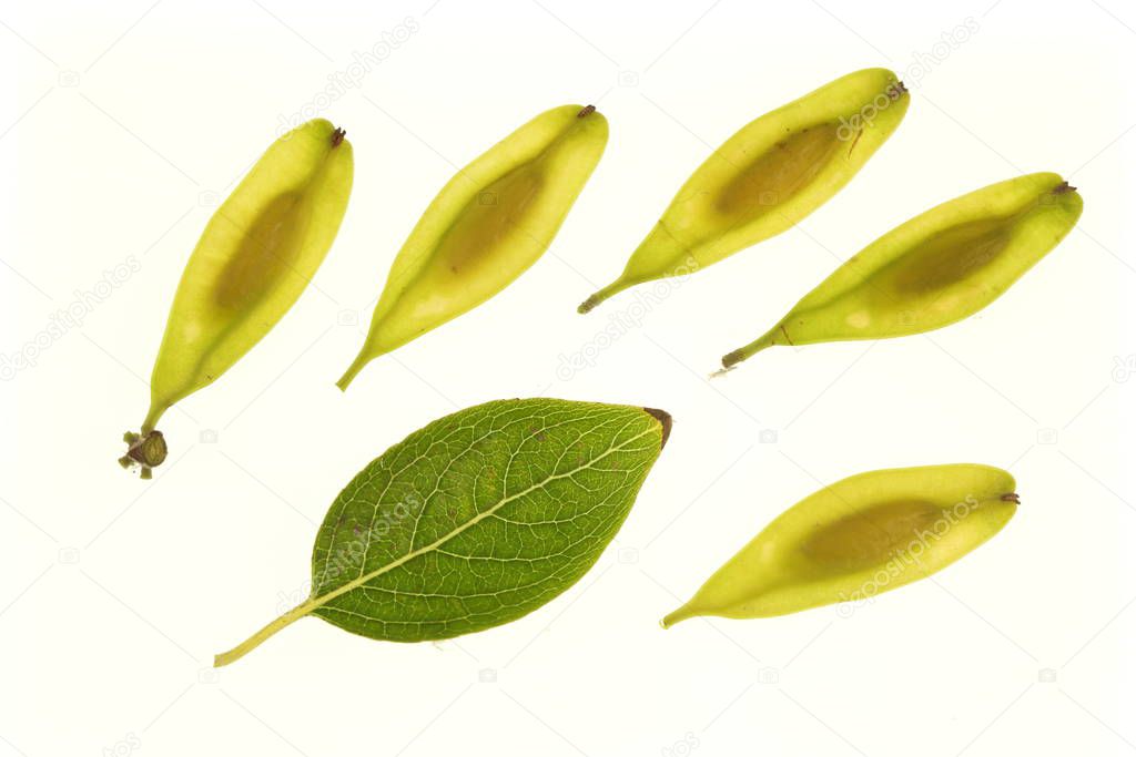 Imaginechina-Tuchong