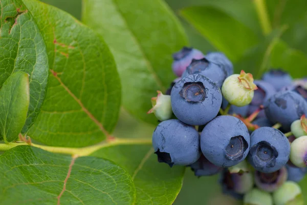 Ripe Blackberry Bush — Stock Photo, Image