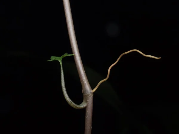 Schöne Botanische Aufnahme Natürliche Tapete — Stockfoto