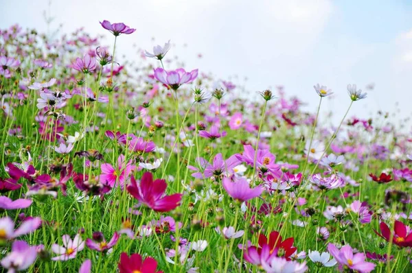 Flores Del Cosmos Rosa Jardín — Foto de Stock