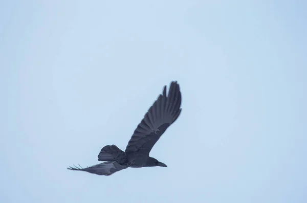 นกนางนวลบ นบนท องฟ — ภาพถ่ายสต็อก
