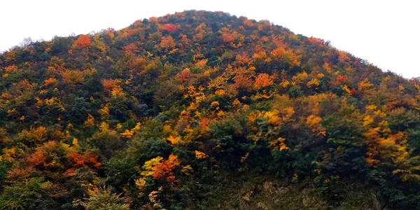 Paisaje Otoñal Con Hojas Coloridas — Foto de Stock