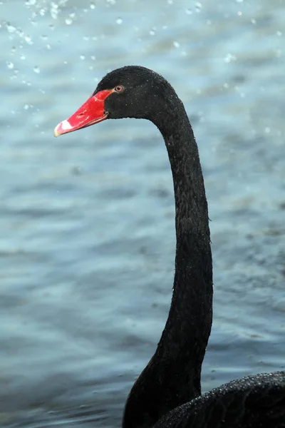 Een Zwaan Die Het Meer Zwemt — Stockfoto