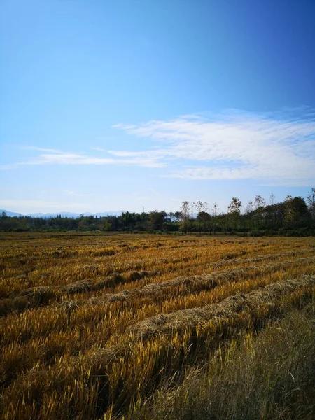Field Wheat Countryside — Stock Photo, Image