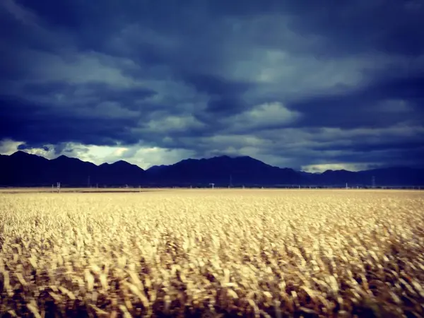 Поле Пшениці Вранці — стокове фото