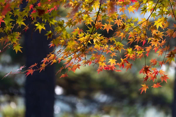 五彩缤纷的秋天树叶在森林里 秋天来临 — 图库照片