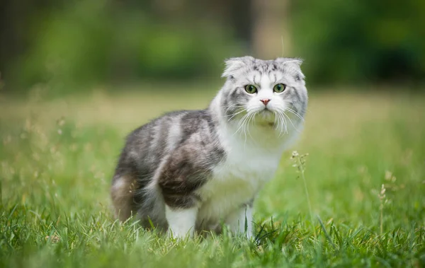 Niedliche Katze Gras — Stockfoto