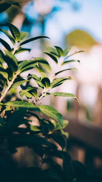 Hojas Verdes Flora Forestal — Foto de Stock