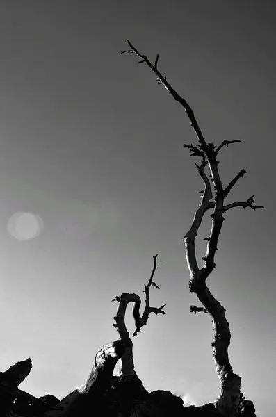 Cielo Nocturno Con Luna Luna Lunar — Foto de Stock