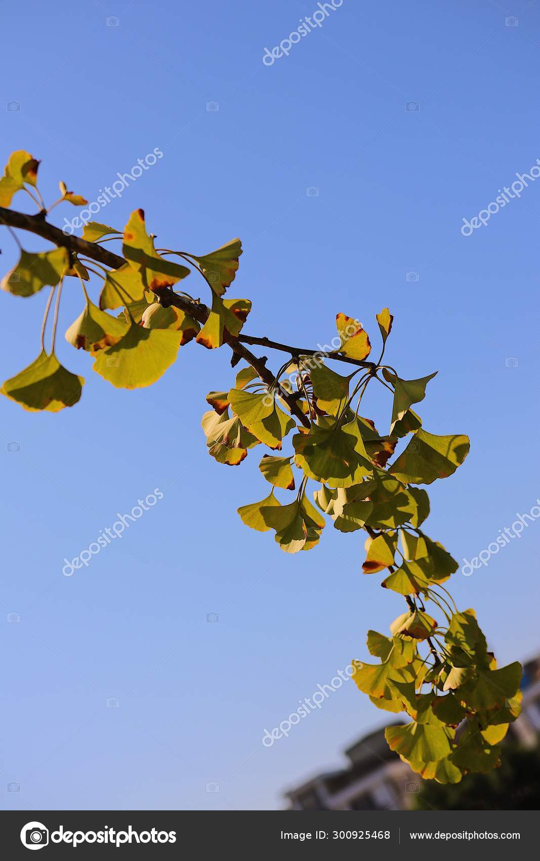 Flora Blue Sky Background — Stock Photo © Imaginechina ...