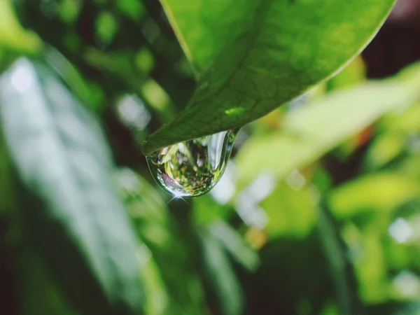 Hierba Con Gotas Rocío Gotas Agua Flora — Foto de Stock