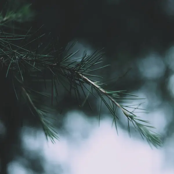 Гілка Дерева Природна Флора — стокове фото