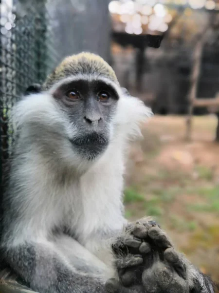 Lémur Joven Zoológico — Foto de Stock