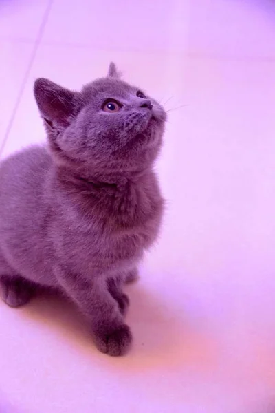 cute kitten on pink background