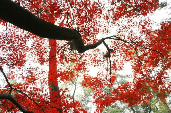 Ramas Árboles Rojos Flora Naturaleza — Foto de Stock