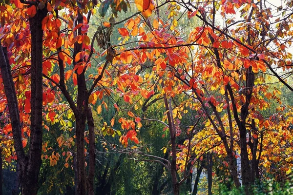 Folhas Outono Coloridas Parque Estação Outono Natureza — Fotografia de Stock