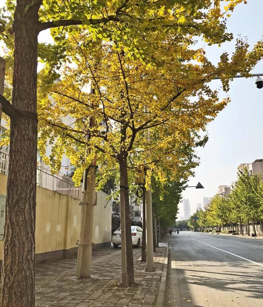 Paisaje Otoñal Con Árboles Árbol — Foto de Stock