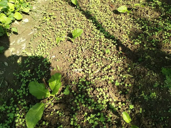 green flora in nature, foliage