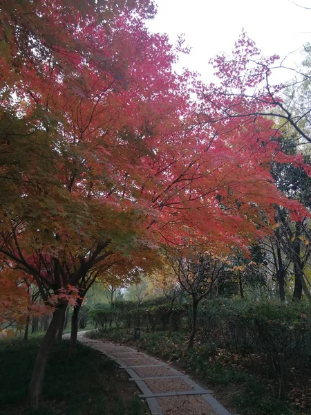 beautiful autumn landscape with trees and tree