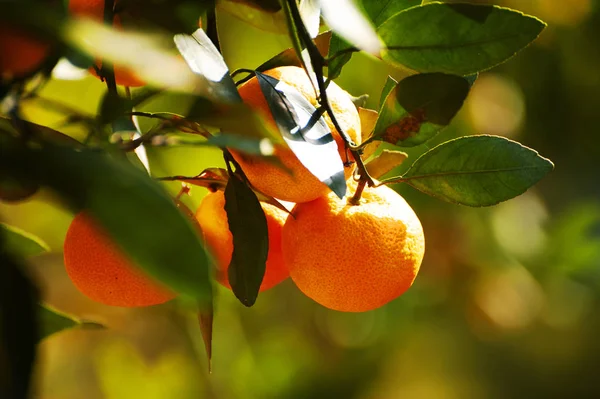 Tuinboom Met Sinaasappelvruchten Flora — Stockfoto