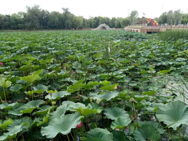 Campo Col Verde Verano — Foto de Stock