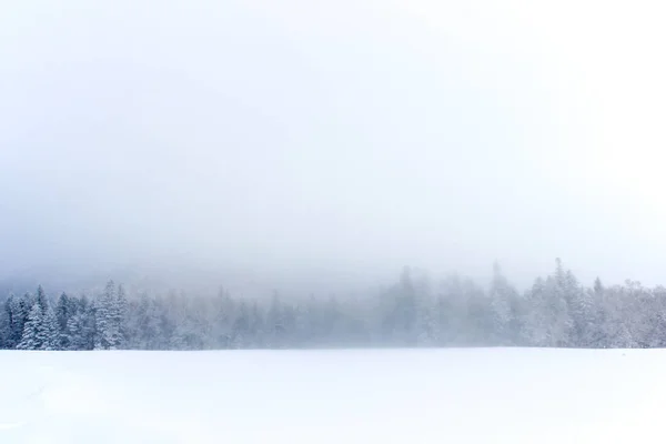 Inverno Com Árvores Cobertas Neve — Fotografia de Stock