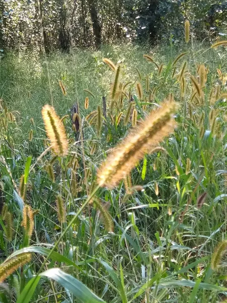 grass grow, flora and nature