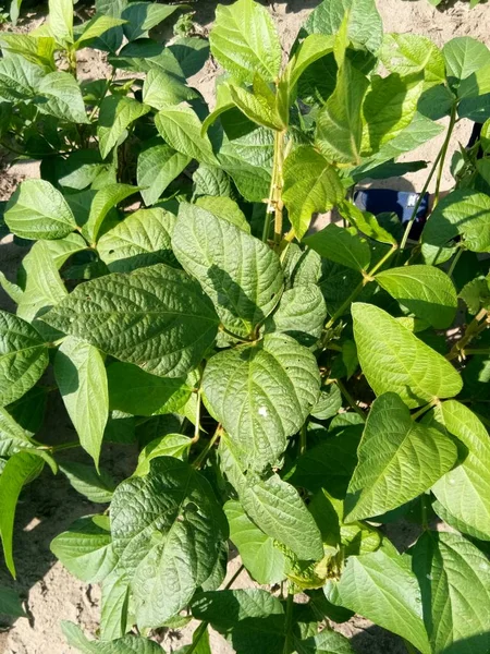 Follaje Vegetal Hojas Verdes Flora Naturaleza — Foto de Stock