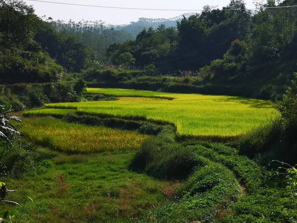 green rice field in the park