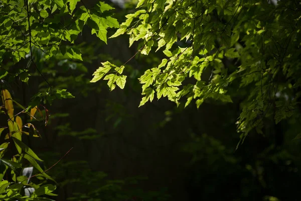 Crescente Folhas Verdes Flora Natureza — Fotografia de Stock