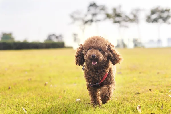 Blick Auf Einen Hund — Stockfoto