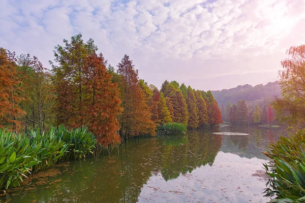 秋天的风景 有树木和树叶 — 图库照片