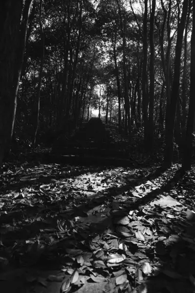 Foto Preto Branco Uma Árvore Floresta — Fotografia de Stock