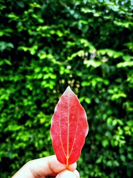 Flor Roja Jardín — Foto de Stock