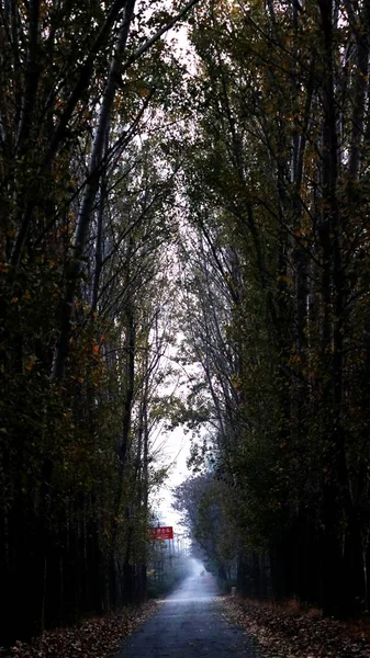 Hermoso Paisaje Con Árboles Bosque — Foto de Stock