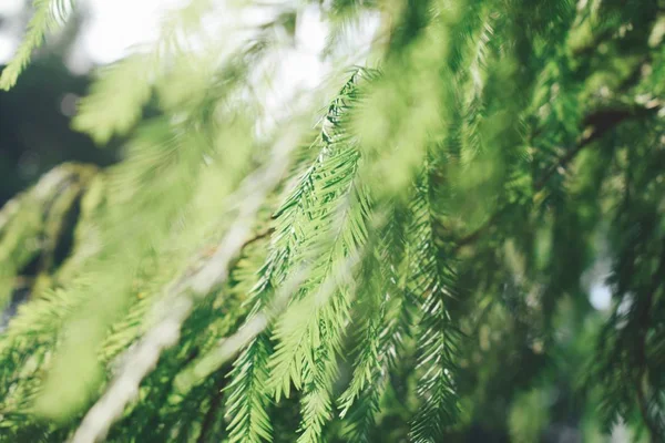 Трава Полі Дика Флора Листя — стокове фото